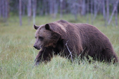 Охота на медведя разрешается в Нижегородской области