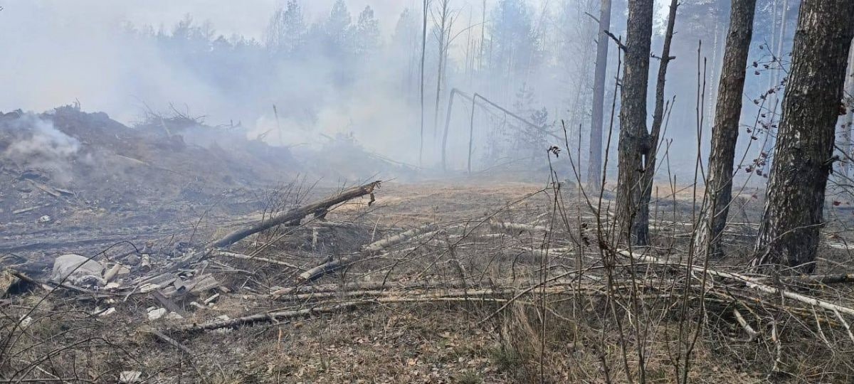 Незаконная свалка на Московском шоссе привлекла внимание Бастрыкина - фото 1