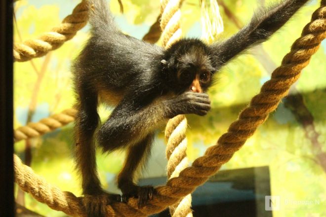 Детки в объективе: показываем милых малышей, которые родились в нижегородском зоопарке «Лимпопо» - фото 76