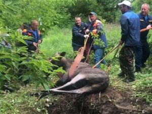 Лося из западни спасли на Бору