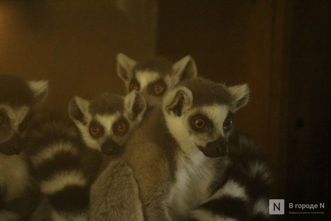 Детки в объективе: показываем милых малышей, которые родились в нижегородском зоопарке «Лимпопо» - фото 34