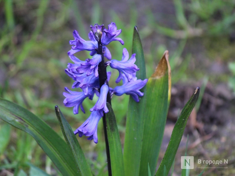 Стало известно, когда в Нижний Новгород придет потепление до +13&deg;С - фото 1