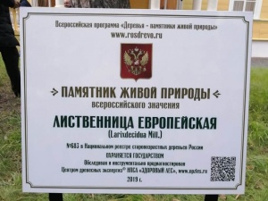 Лиственница у пушкинской усадьбы стала памятником живой природы