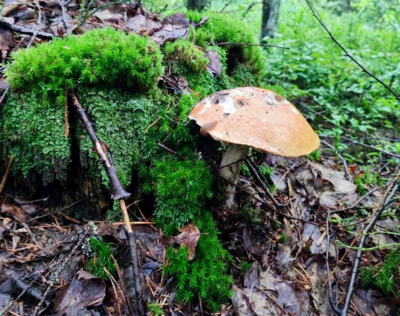 Мэр Нижнего Новгорода рассказал, какие грибы собрал с детьми в лесу - фото 1