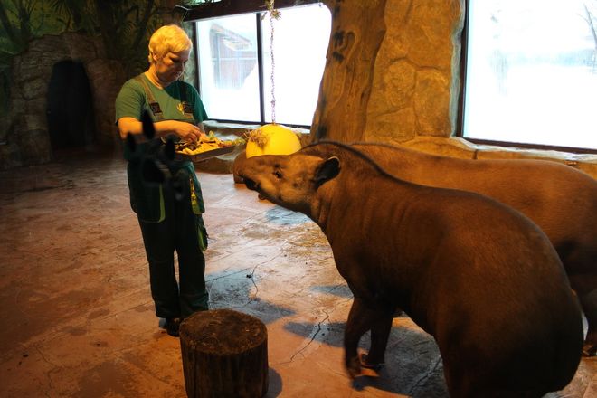 Звериная Масленица: обитателей нижегородского зоопарка угостили блинами - фото 17
