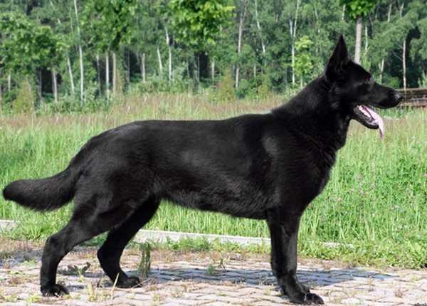 Новых хозяев ищут для служебных собак-пенсионеров в Нижегородской области - фото 3