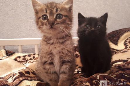 Пять болезней, которые можно подхватить от домашнего кота