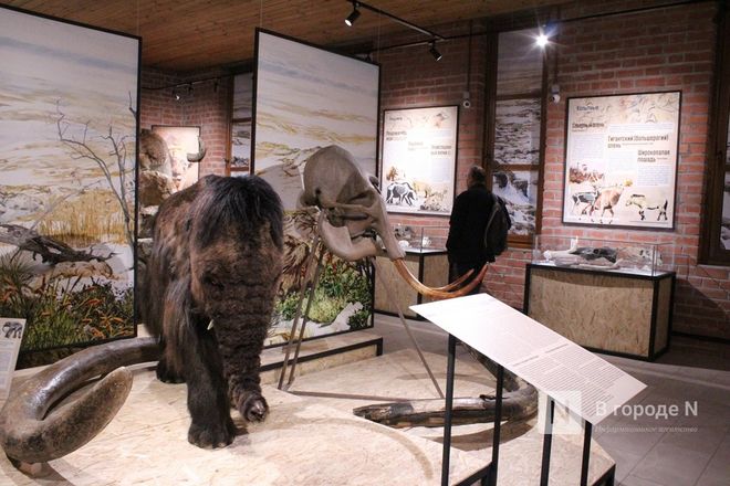 Ледниковый период по-нижегородски: палеонтологическая выставка открылась в Кремле - фото 53