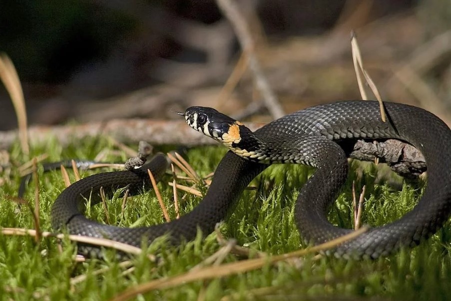 Первый случай укуса змеи зарегистрирован в Нижегородской области с начала года  - фото 1