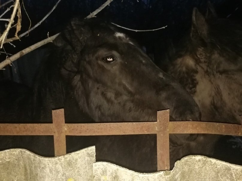 Лошадей из дзержинской &laquo;конюшни-концлагеря&raquo; нашли у перекупщика - фото 1
