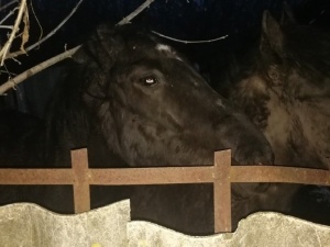 Лошадей из дзержинской «конюшни-концлагеря» нашли у перекупщика