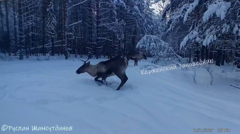 Нижегородцам показали милые фото северных оленей из Керженского заповедника - фото 2