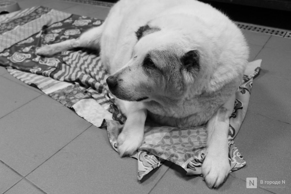 Озвучена причина смерти нижегородского пса Кругетса - фото 1