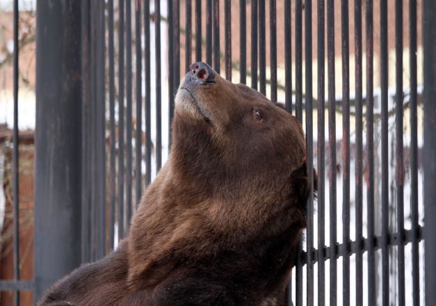 Медведи вышли из спячки в нижегородском зоопарке &laquo;Лимпопо&raquo; - фото 2