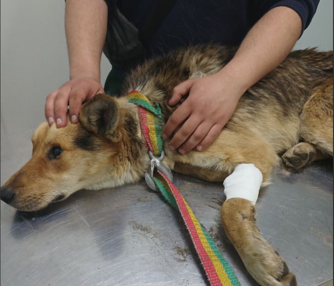 Упавшую в колодец собаку спасли в Нижегородской области