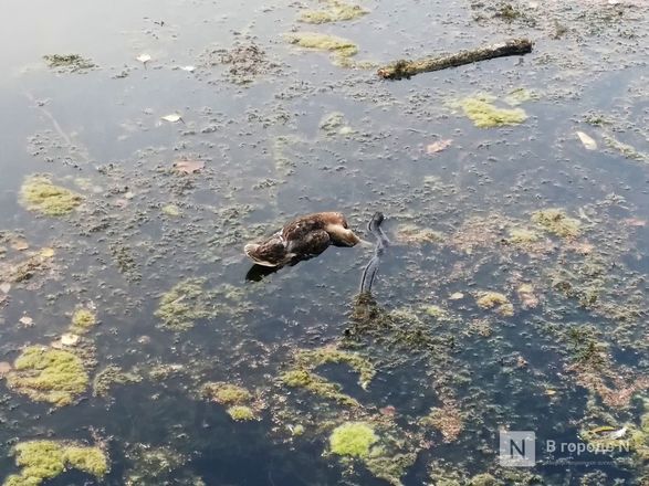 Тела мертвых уток обнаружил нижегородец в озере Щелоковского хутора - фото 3