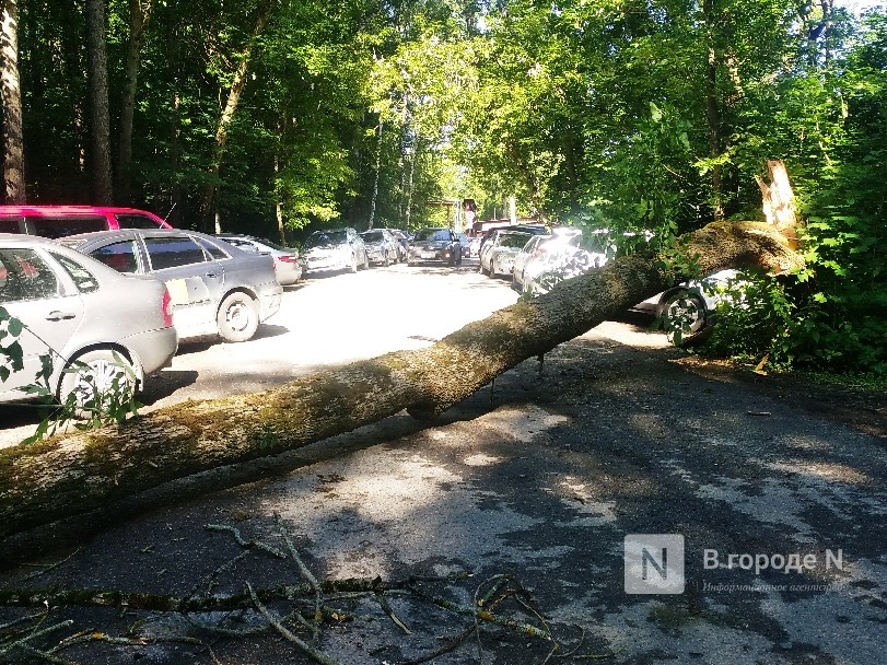 Упавшее дерево перекрыло дорогу к спорткомплексу в Нижнем Новгороде - фото 1