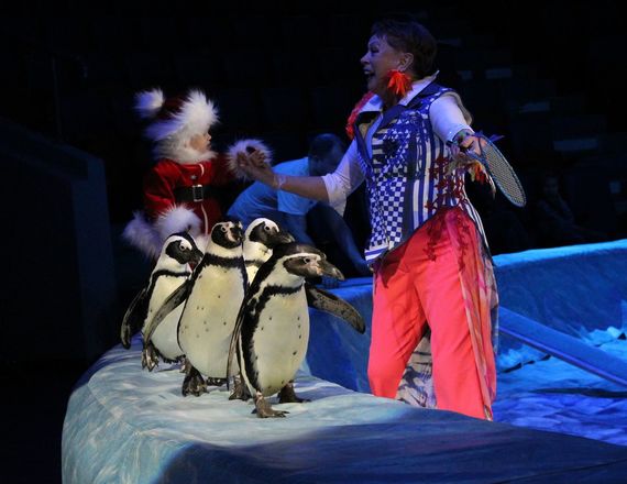 Пингвины на манеже: новогоднее шоу в нижегородском цирке - фото 31