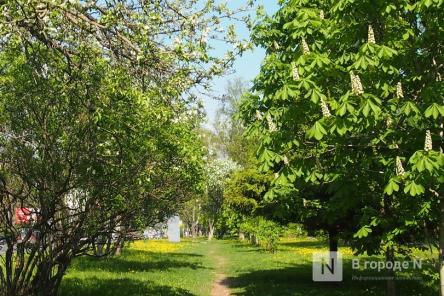 Бастрыкин заинтересовался вырубкой деревьев для строительства газопровода в Нижнем Новгороде