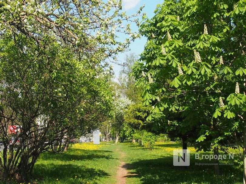 Бастрыкин заинтересовался вырубкой деревьев для строительства газопровода в Нижнем Новгороде