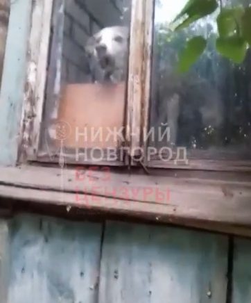 Соцсети: концлагерь для собак обнаружен в Дивеевском районе - фото 1