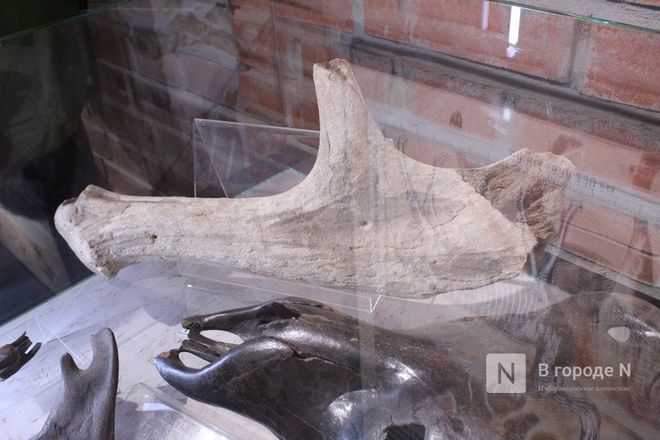 Ледниковый период по-нижегородски: палеонтологическая выставка открылась в Кремле - фото 50