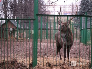 Законность закрытия нижегородского зоопарка «Мишутка» проверит прокуратура