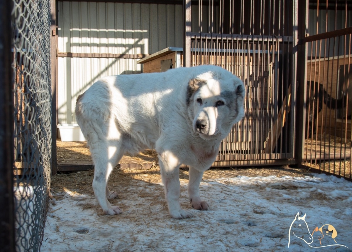 Пса Кругетса из Нижнего Новгорода хотели забрать за границу - фото 1
