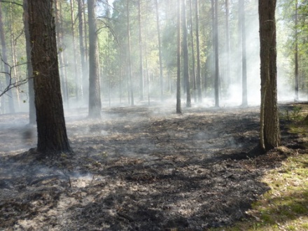 В Нижегородской области сохранится высокая и чрезвычайная пожароопасность