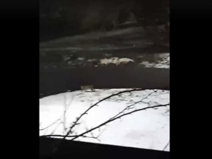 Рысь встретили жители Балахны