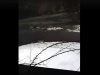 Рысь встретили жители Балахны
