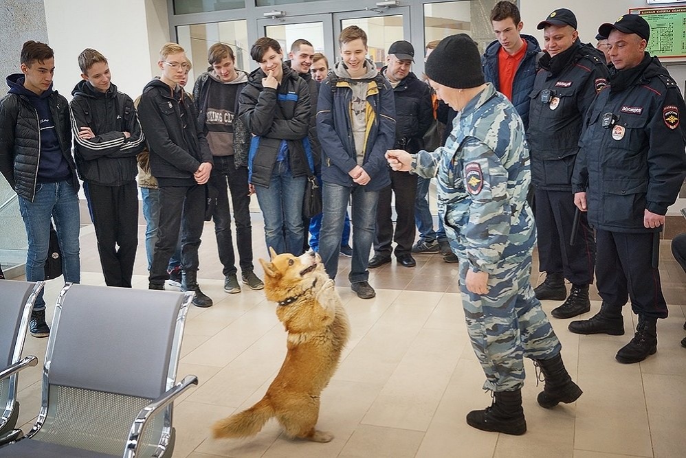 Полицейский корги из Нижнего Новгорода стал актером  - фото 1