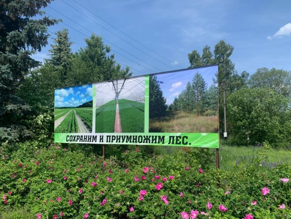 Нижегородские депутаты изучили в Семенове процесс восстановления лесов - фото 2