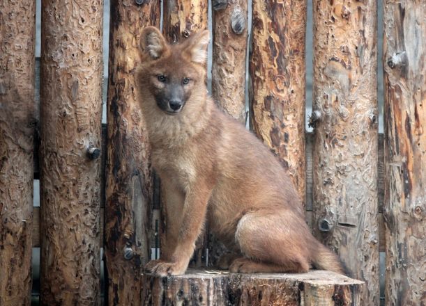 Нижегородский зоопарк объявил конкурс на имена для красных волков - фото 4