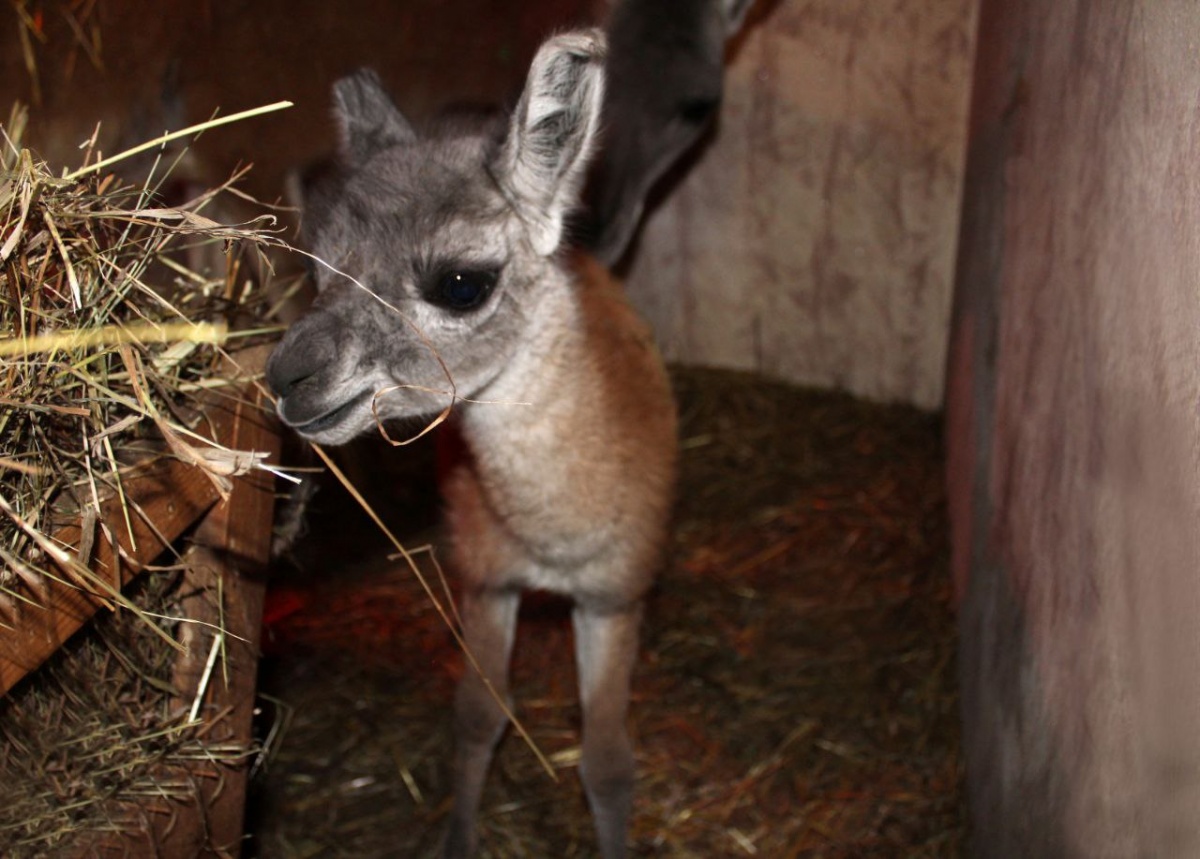 Новорожденного гуанако спасли от смерти в нижегородском зоопарке &laquo;Лимпопо&raquo; - фото 1