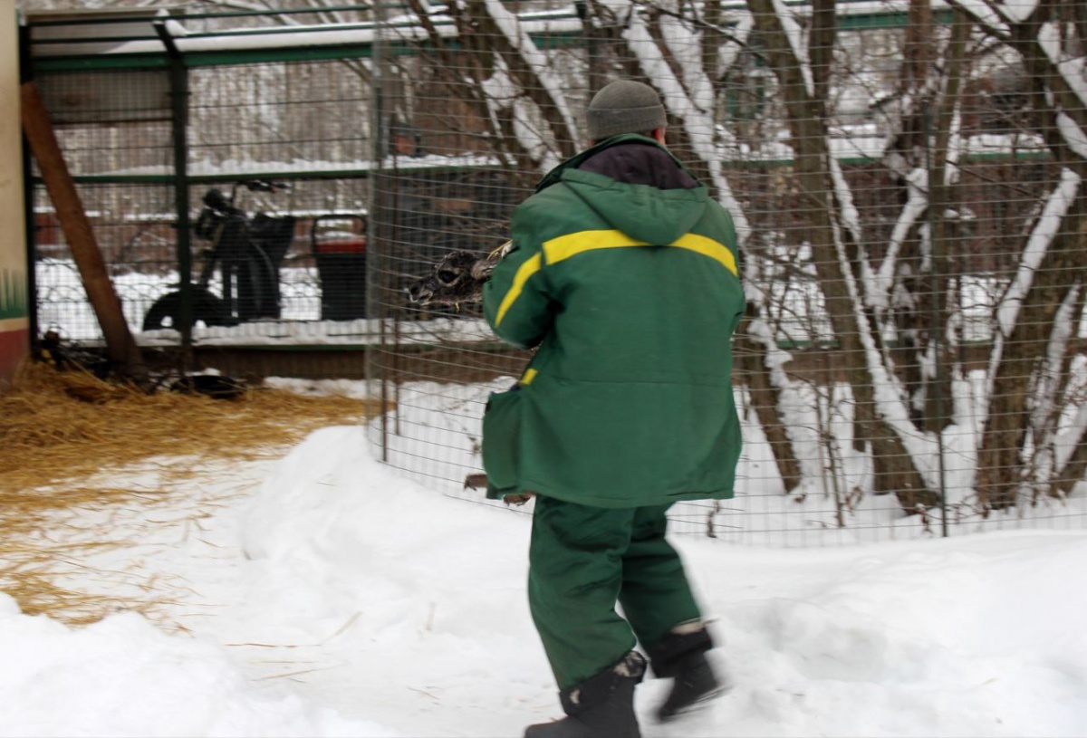 Новорожденного гуанако спасли от смерти в нижегородском зоопарке &laquo;Лимпопо&raquo; - фото 2