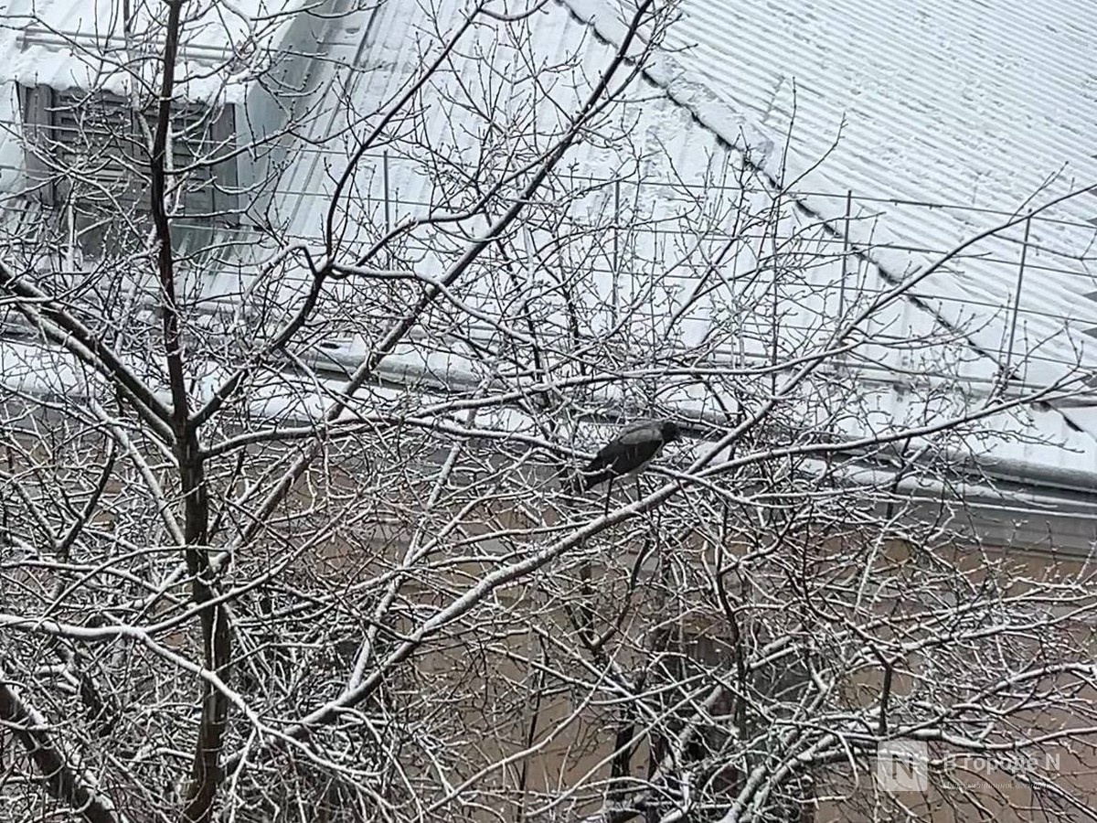 Первый снег выпал в Нижнем Новгороде 15 ноября: публикуем фото - фото 1