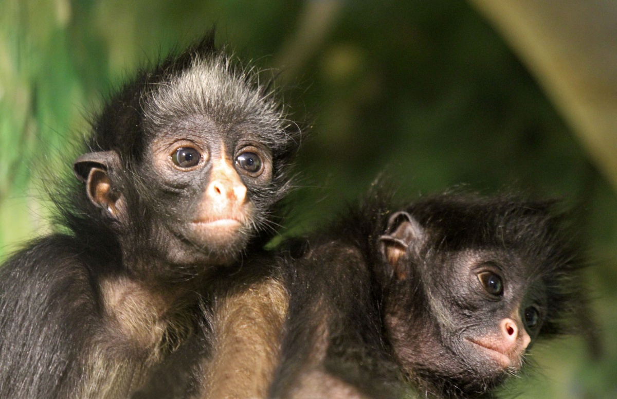 Новые экзотические животные поселились в нижегородском &laquo;Лимпопо&raquo; - фото 1
