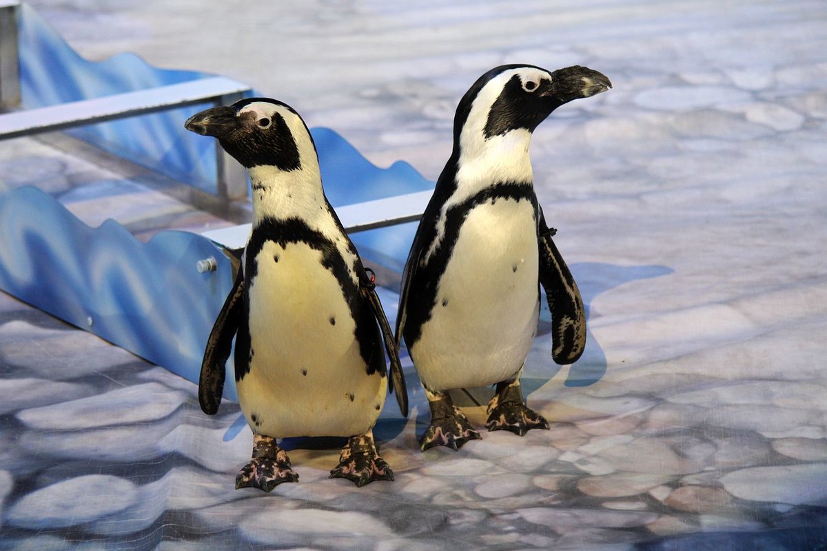 Пингвины на манеже: новогоднее шоу в нижегородском цирке - фото 1