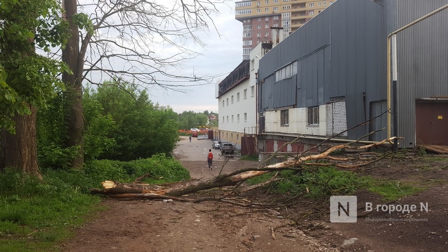 Сильный ветер повалил деревья на дороги в Нижнем Новгороде 20 мая - фото 1