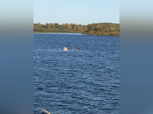 Легкомоторный самолет упал в Волгу в Кстовском районе