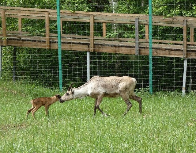Пятеро оленят появились на свет в Керженском заповеднике в этом году - фото 1