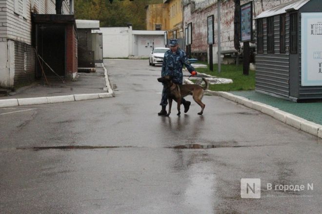 Четвероногие коллеги: как проходят будни нижегородских служебных собак - фото 53