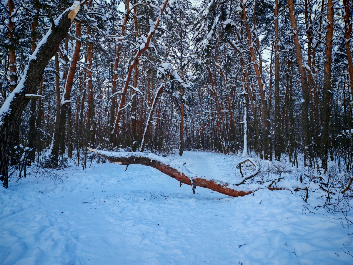 Аномальные морозы в Нижнем Новгороде: фоторепортаж из заснеженных парков - фото 47