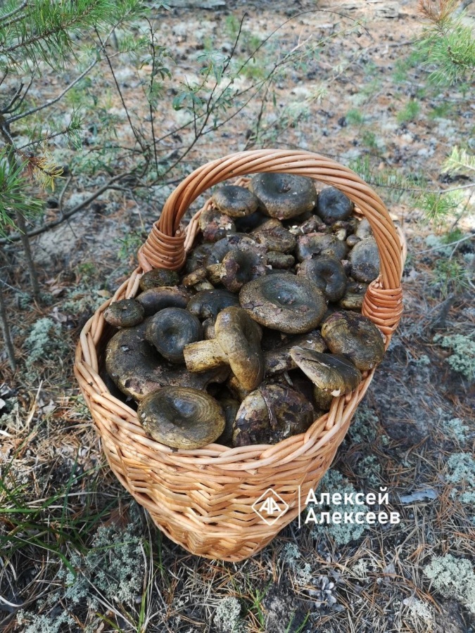 Нижегородский блогер рассказал о лучших грибах для соления - фото 1