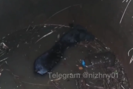 Нижегородцы спасли собаку, провалившуюся в колодец на Московском шоссе - фото 1