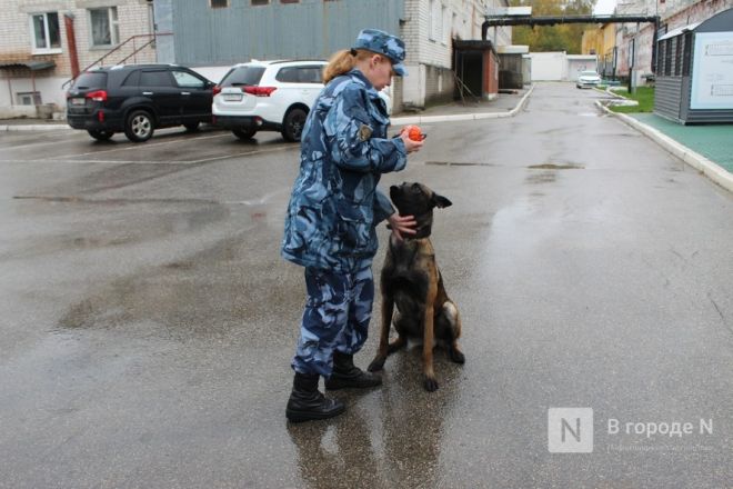 Четвероногие коллеги: как проходят будни нижегородских служебных собак - фото 31