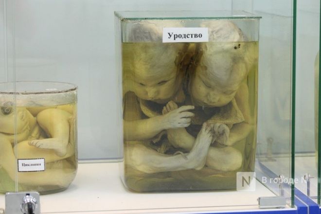 Картины из листьев и ужасы анатомии: самые необычные музеи Нижнего Новгорода - фото 44