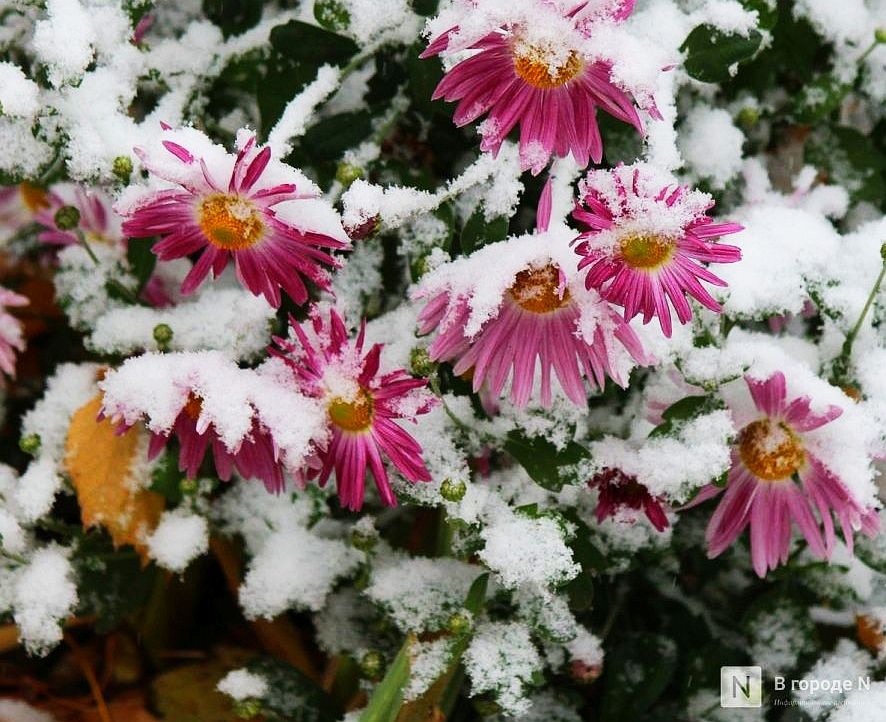 Мокрый снег может пойти в Нижегородской области из-за циклона "Бернвард" - фото 1