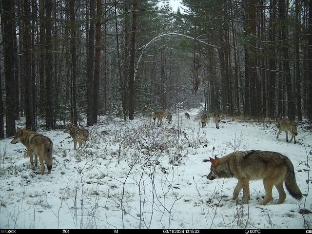 Стая волков попала в фотоловушку в Керженском заповеднике - фото 1